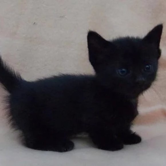 Meet your Posher, LilChappy - Picture 1 of 1